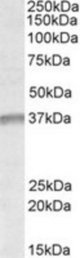 UTF1 antibody (1 ug/ml) staining of K562 lysate (35 ug protein/ml in RIPA buffer). Primary incubation was 1 hour. Detected by chemiluminescence.