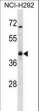 UTF1 Antibody western blot of NCI-H292 cell line lysates (35 ug/lane). The UTF1 antibody detected the UTF1 protein (arrow).
