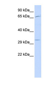 UTF1 antibody LS-B6507 Western blot of Placenta lysate.