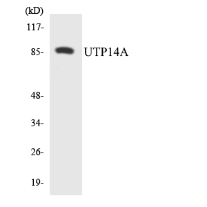 Western blot of the lysates from 293 cells using UTP14A antibody.