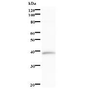 Western blot analysis of immunized recombinant protein, using anti-UTP18 monoclonal antibody.