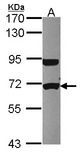 Sample (30 ug of whole cell lysate). A: HCT116. 7.5% SDS PAGE. UTP6 antibody diluted at 1:1000.