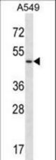 UTS2R Antibody western blot of A549 cell line lysates (35 ug/lane). The UTS2R antibody detected the UTS2R protein (arrow).
