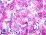Anti-UTS2R / GPR14 antibody LS-A372 IHC of human pancreas, acinar epithelium. Immunohistochemistry of formalin-fixed, paraffin-embedded tissue after heat-induced antigen retrieval.