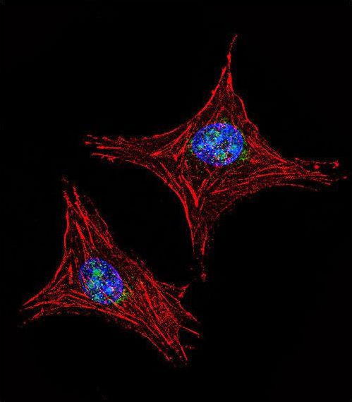 Confocal immunofluorescent of UTY Antibody with MDA-MB231 cell followed by Alexa Fluor 488-conjugated goat anti-rabbit lgG (green). Actin filaments have been labeled with Alexa Fluor 555 phalloidin (red). DAPI was used to stain the cell nuclear (blue).