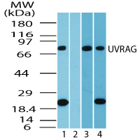Western blot of UVRAG in human heart lysate in the 1) absence and 2) presence of immunizing peptide, 3) mouse heart and 4) rat heart using LS-C148361 at 1.0 ug/ml, 0.5 ug/ml and 0.5 ug/ml, respectively.