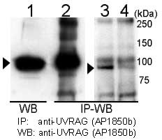 Immunoprecipitation and western blot of anti-UVRAG antibody in 293T cells. UVRAG is immunoprecipitated (Lane 2) and detected in 293T cell transiently transfected with mouse UVRAG (Lane 1). Detection of endogenous UVRAG is shown in 293T cells (Lane 3) but is reduced by UVRAG siRNA transfection (Lane 4). Data courtesy of Dr. Hong-Gang Wang, Moffitt Cancer Center, Tampa, FL.