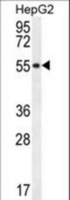 UXS1 Antibody western blot of HepG2 cell line lysates (35 ug/lane). The UXS1 antibody detected the UXS1 protein (arrow).