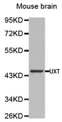 Western blot analysis of extracts of Mouse brain, using UXT antibody.