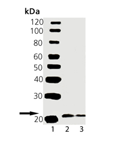 Western blot of VAMP2 pAb: Lane 1: Molecular Weight Marker, Lane 2: Mouse Brain Tissue Extract, Lane 3: Rat Brain Tissue Extract