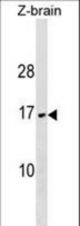 VAMP3 Antibody western blot of zebra fish brain tissue lysates (35 ug/lane). The VAMP3 antibody detected the VAMP3 protein (arrow).