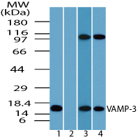 Western blot of VAMP-3 in human brain lysate in the 1) absence and 2) presence of immunizing peptide 3) mouse brain and 4) rat brain using LS-B7211 at 1.0 ug/ml.