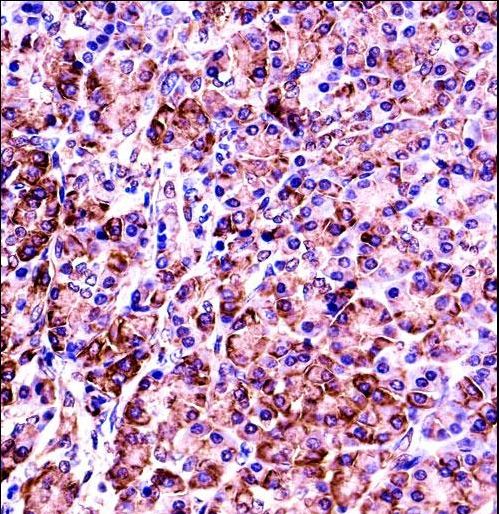VAMP7 Antibody immunohistochemistry of formalin-fixed and paraffin-embedded human pancreas tissue followed by peroxidase-conjugated secondary antibody and DAB staining.