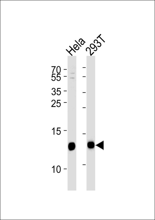 VAMP8 Antibody western blot of HeLa, 293T cell line lysates (35 ug/lane). The VAMP8 antibody detected the VAMP8 protein (arrow).