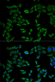 Immunofluorescence analysis of HeLa cell using VAPB antibody. Blue: DAPI for nuclear staining.