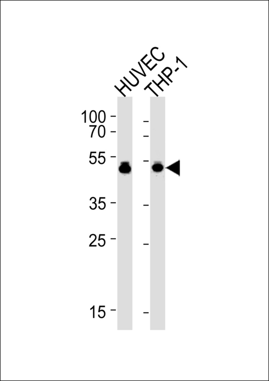 VASP Antibody western blot of HUVEC,THP-1 cell line lysates (35 ug/lane). The VASP antibody detected the VASP protein (arrow).