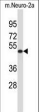VAT1L Antibody western blot of mouse Neuro-2a cell line lysates (35 ug/lane). The VAT1L antibody detected the VAT1L protein (arrow).
