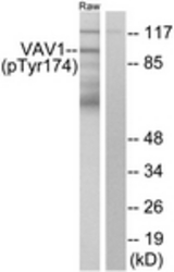 Western blot of extracts from RAW264.7 cells, using VAV1 (Phospho-Tyr174) Antibody. The lane on the right is treated with the synthesized peptide.