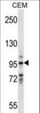 VAV1 Antibody western blot of CEM cell line lysates (35 ug/lane). The VAV1 antibody detected the VAV1 protein (arrow).