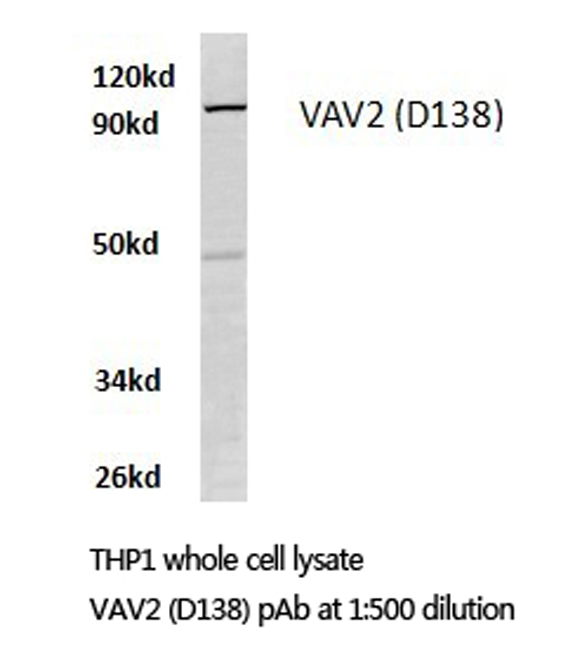 Western blot of VAV2 (D138) pAb in extracts from THP1 cells.
