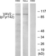 Western blot of extracts from HeLa cells and K562 cells treated with TNF 20ng/ml 30', using VAV2 (Phospho-Tyr142) Antibody. The lane on the right was incubated with synthetic peptide.