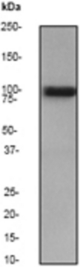 Western blot analysis on 293 cell lysate using anti-Vav2 antibody, dilution 1:20000.