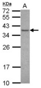 Sample (30 ug of whole cell lysate) A: NT2D1 12% SDS PAGE VAX1 antibody diluted at 1:1000