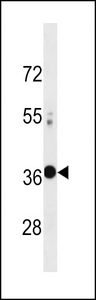 VAX2 Antibody western blot of A549 cell line lysates (35 ug/lane). The VAX2 antibody detected the VAX2 protein (arrow).