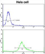 Flow cytometric of HeLa cells using PHGDH Antibody (bottom histogram) compared to a negative control cell (top histogram)FITC-conjugated goat-anti-rabbit secondary antibodies were used for the analysis.