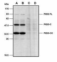 Mouse PIDD is detected in primary MEF cells using anti-PIDD (mouse), mAb (Lise-1) . Method:: Cell extracts from mouse embryo fibroblasts (MEFs) either from WT (A-B) or PIDD KO cells (C-D) were separated by SDS-PAGE under reducing conditions, transferred to nitrocellulose and incubated with anti-PIDD (mouse), mAb (Lise-1) (1ug/ml). Proteins were visualized by a chemiluminescence detection system.