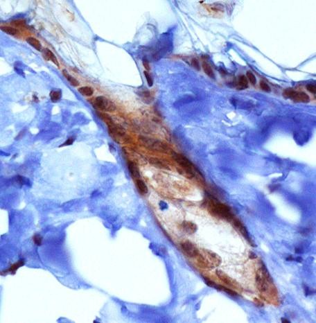 Immunohistochemistry: PIEZO1 Antibody - Analysis of PIEZ01 in mouse epidermis using DAB with hematoxylin counterstain.
