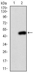 Western blot using PIK3CA monoclonal antibody against HEK293 (1) and PIK3CA (AA: 881-1068)-hIgGFc transfected HEK293 (2) cell lysate.