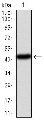 Western blot using PIK3CA monoclonal antibody against human PIK3CA (AA: 881-1068) recombinant protein. (Expected MW is 47.4 kDa)