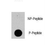 Dot blot of anti-PIK3CD-pY524 Phospho-specific antibody (RB13317) on nitrocellulose membrane. 50ng of Phospho-peptide or Non Phospho-peptide per dot were adsorbed. Antibody working concentrations are 0.5ug per ml.