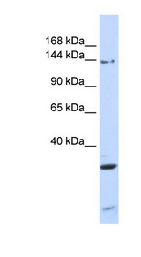 PIK3R4 / p150 antibody LS-C111601 Western blot of 293T cell lysate.