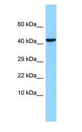 AMY / OLFM1 antibody Western Blot of Fetal Brain.