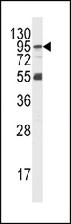 Western blot of PI3KR5 Antibody antibody in K562 cell line lysates (35 ug/lane). PI3KR5(arrow) was detected using the purified polyclonal antibody.