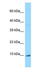AMY / OLFM1 antibody Western Blot of Fetal kidney.