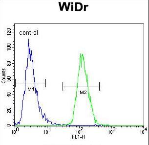 PIK3R5 Antibody flow cytometry of WiDr cells (right histogram) compared to a negative control cell (left histogram). FITC-conjugated goat-anti-rabbit secondary antibodies were used for the analysis.