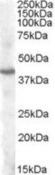 Antibody (1 ug/ml) staining of Human Cerebellum lysate (35 ug protein in RIPA buffer). Primary incubation was 1 hour. Detected by chemiluminescence.