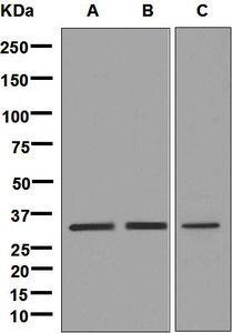 Western blot analysis on (A) 293T, (B) Y79, and (C) U87-MG cell lysates using anti-PITX3 antibody.