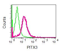 Flow cytometry of permeabilized 293T cells using anti-PITX3 antibody (red)or a rabbit IgG (negative) (green).