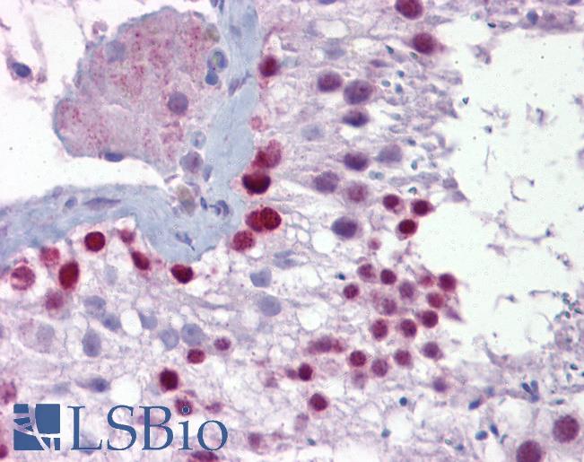 Anti-PITX3 antibody IHC of human testis. Immunohistochemistry of formalin-fixed, paraffin-embedded tissue after heat-induced antigen retrieval. Antibody LS-B6679 concentration 5 ug/ml.