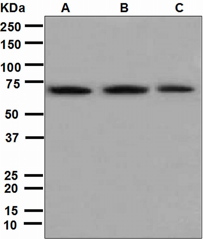 Western blot analysis on (A) K562, (B) HeLa, and (C) HepG2 cell lysates using anti-PKMYT1 antibody.