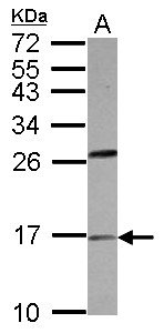 Sample (30 ug of whole cell lysate) A: HeLa 15% SDS PAGE PLA2G1B antibody diluted at 1:500