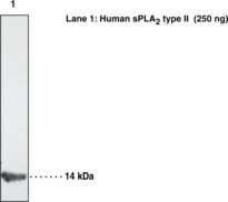 Western blot of SPLA2 / PLA2 antibody LS-B1614.