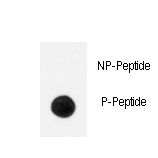 Dot blot of anti-Phospho-TrkA-Y791 antibody on nitrocellulose membrane. 50ng of Phospho-peptide or Non Phospho-peptide per dot were adsorbed. Antibody working concentrations are 0.5ug per ml.