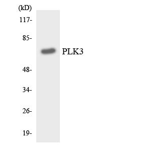 Western blot of the lysates from RAW264.7cells using PLK3 antibody.