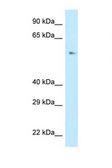 POLD3 / p66 antibody LS-C145720 Western blot of Jurkat Cell lysate. Antibody concentration 1 ug/ml.