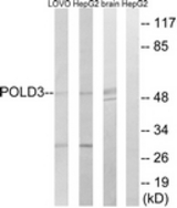Western blot of extracts from LOVO/HepG2/mouse brain cells, using POLD3 Antibody. The lane on the right is treated with the synthesized peptide.